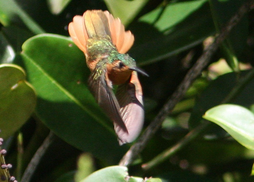 Rufous-breasted Sabrewing - ML204706561