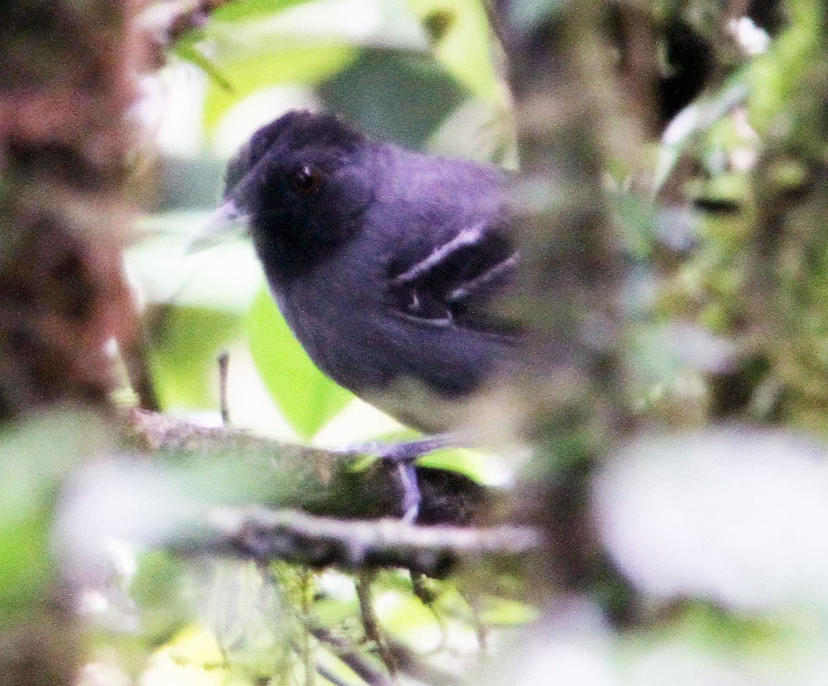 Black-headed Antbird (Hellmayr's) - Mikko Pyhälä
