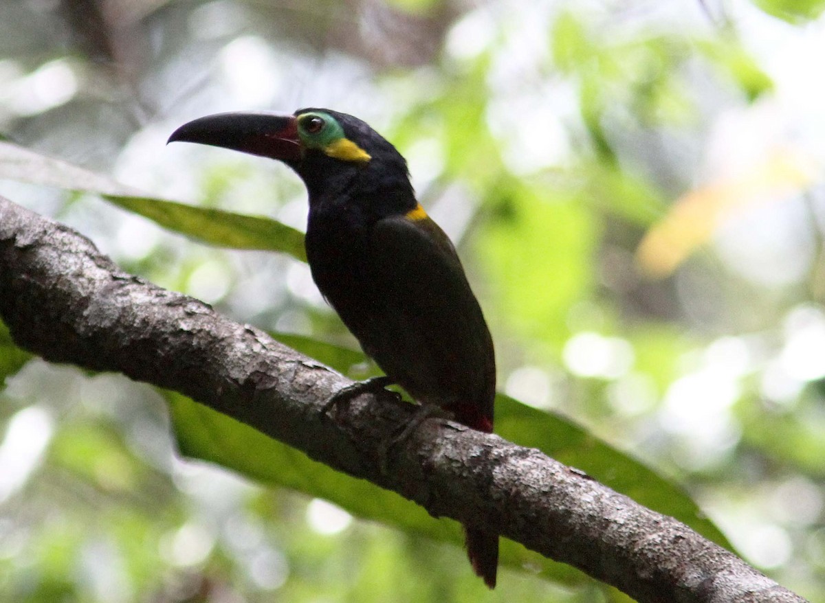 Guianan Toucanet - Mikko Pyhälä