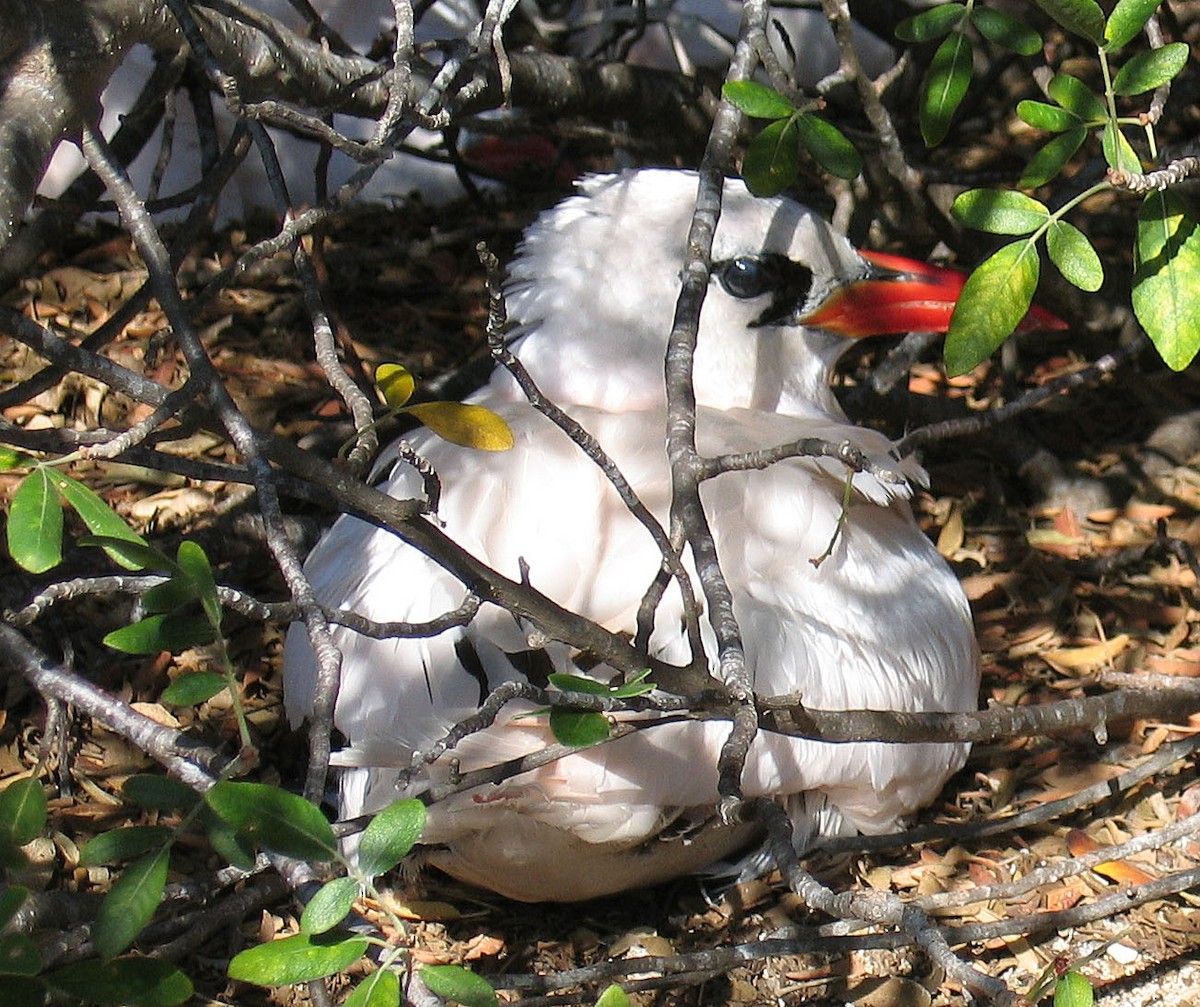 Red-tailed Tropicbird - Mikko Pyhälä