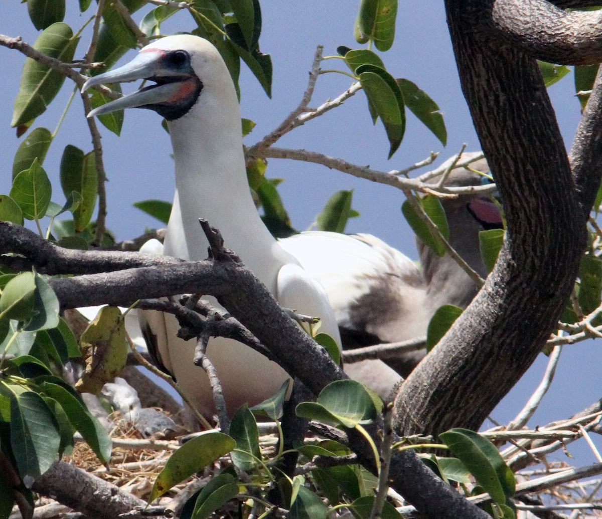 Red-footed Booby (Atlantic) - ML204707531