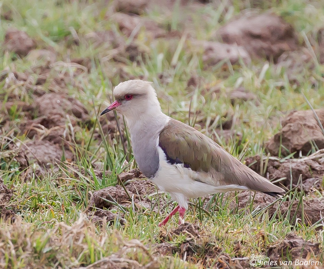 Andean Lapwing - ML204707581