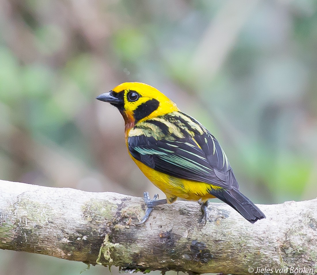 Golden Tanager (pulchra Group) - ML204707611
