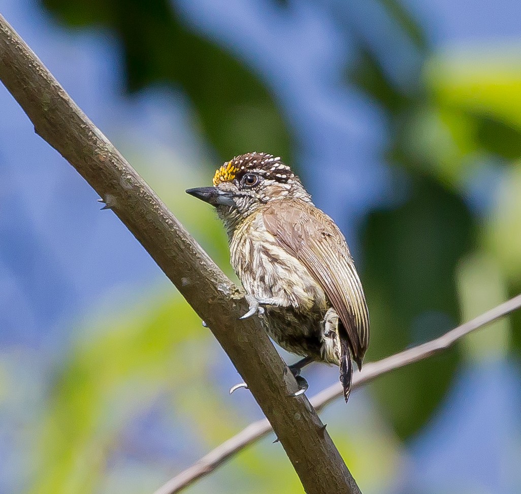 Bar-breasted Piculet - ML204707751