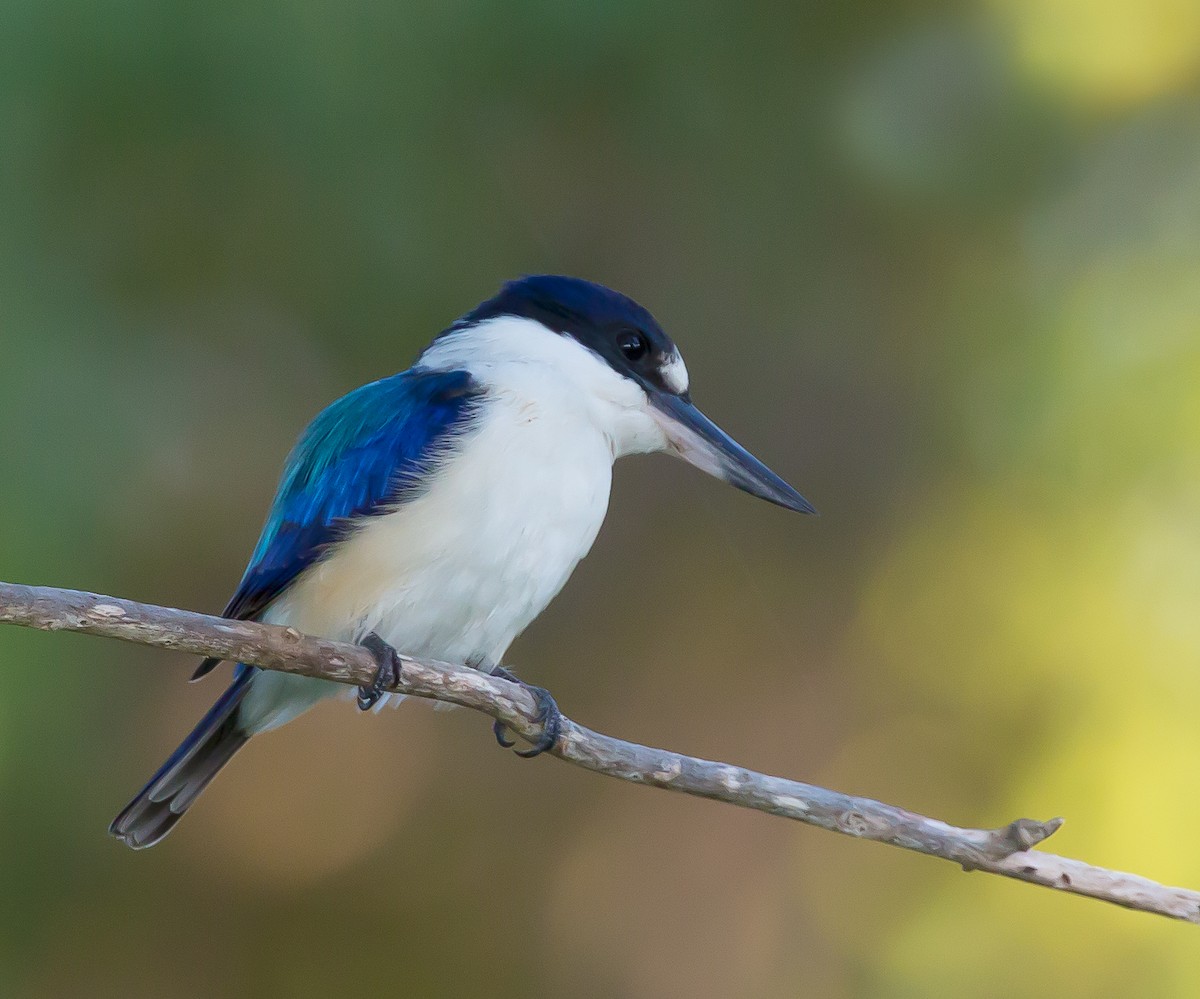 Forest Kingfisher - Jieles van Baalen