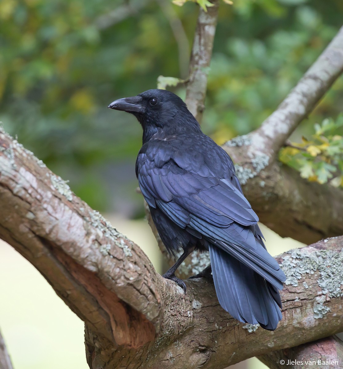 Carrion Crow - Jieles van Baalen