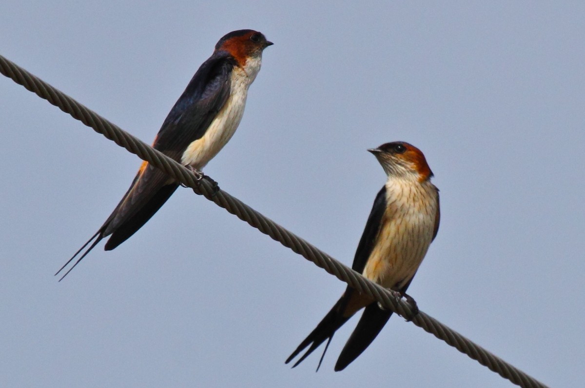 Red-rumped Swallow (Red-rumped) - Vasanthan Panchavarnam