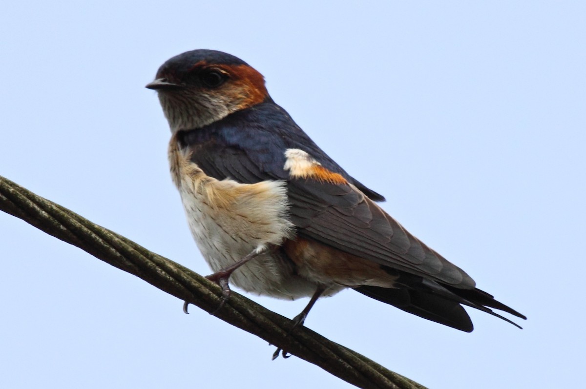 Red-rumped Swallow (Red-rumped) - Vasanthan Panchavarnam
