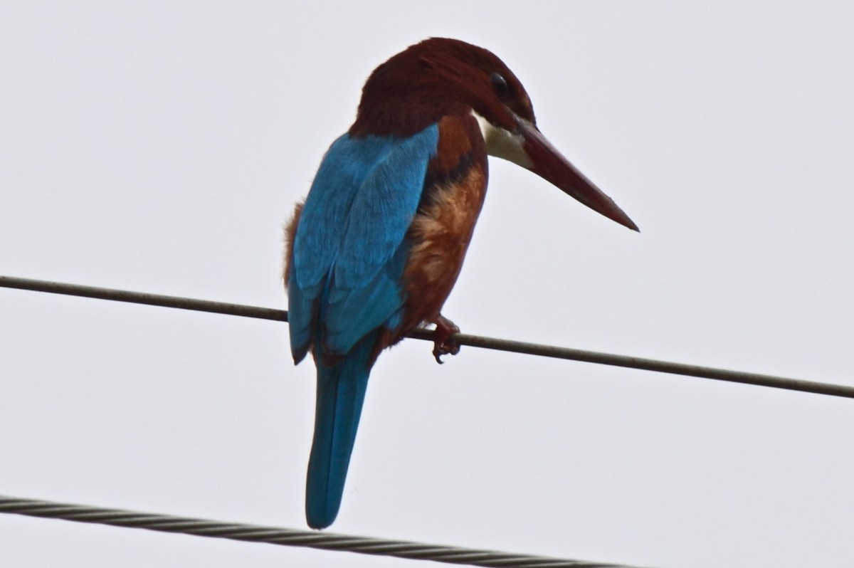 White-throated Kingfisher - Vasanthan Panchavarnam