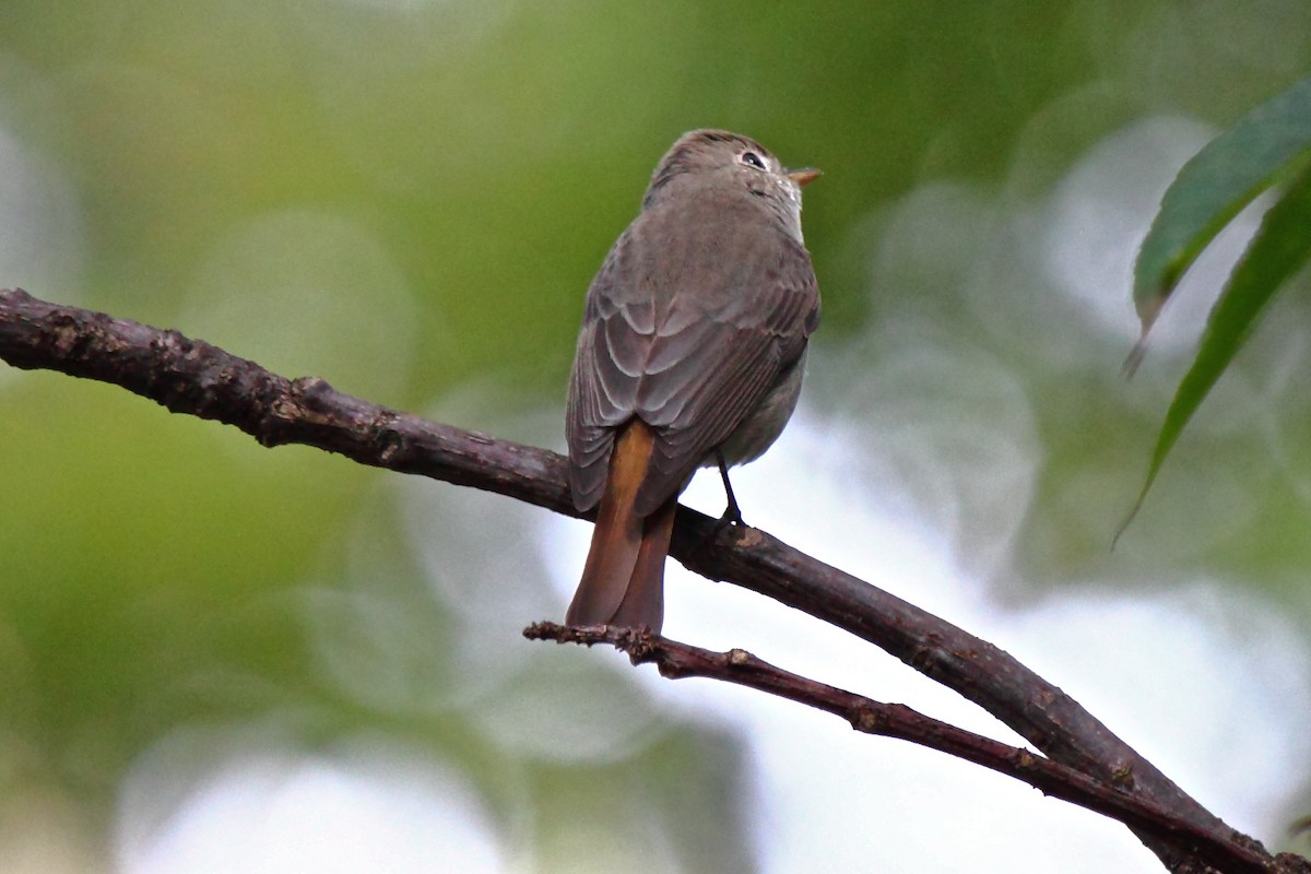 Rusty-tailed Flycatcher - Vasanthan Panchavarnam