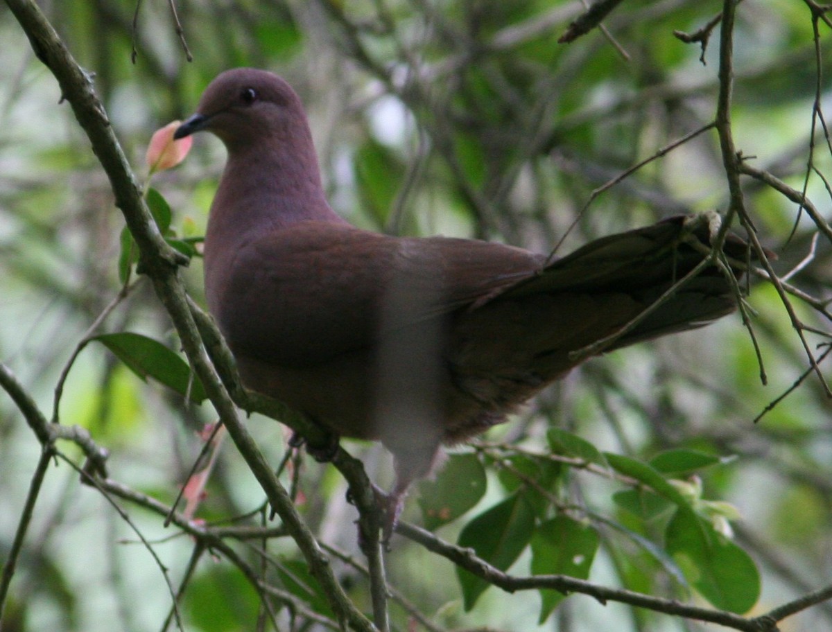 Ruddy Pigeon (Ruddy) - Mikko Pyhälä