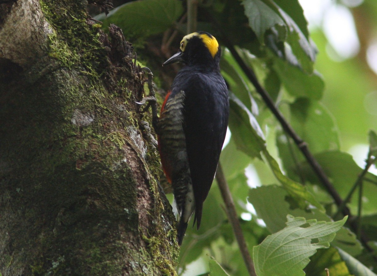 Yellow-tufted Woodpecker - Mikko Pyhälä
