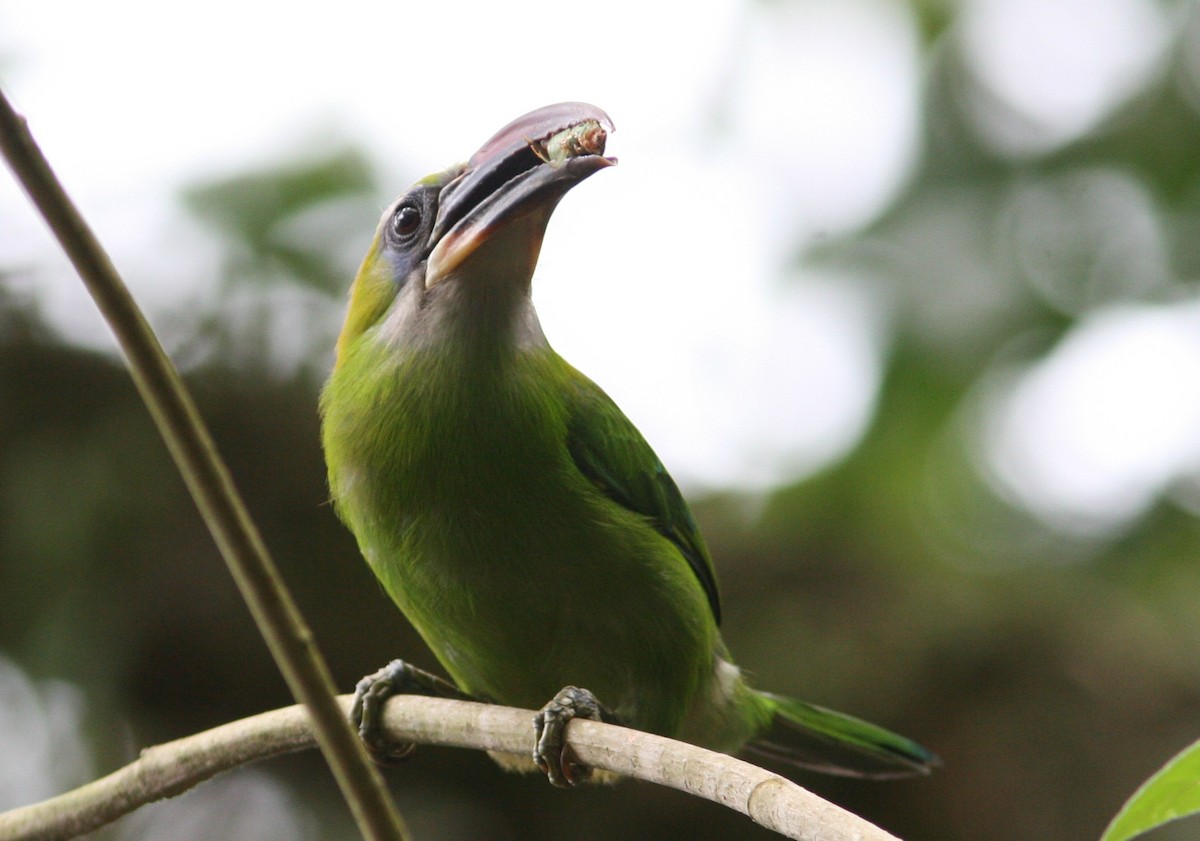 Groove-billed Toucanet (Groove-billed) - ML204708921