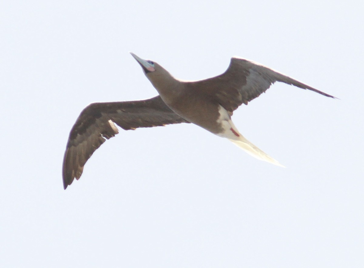 Red-footed Booby (Atlantic) - ML204709271
