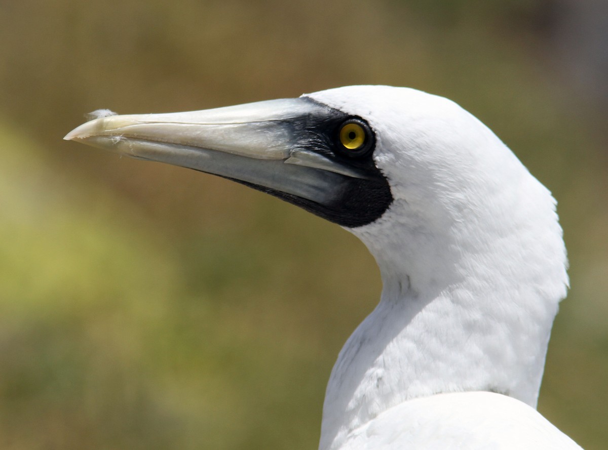 Masked Booby - ML204709341