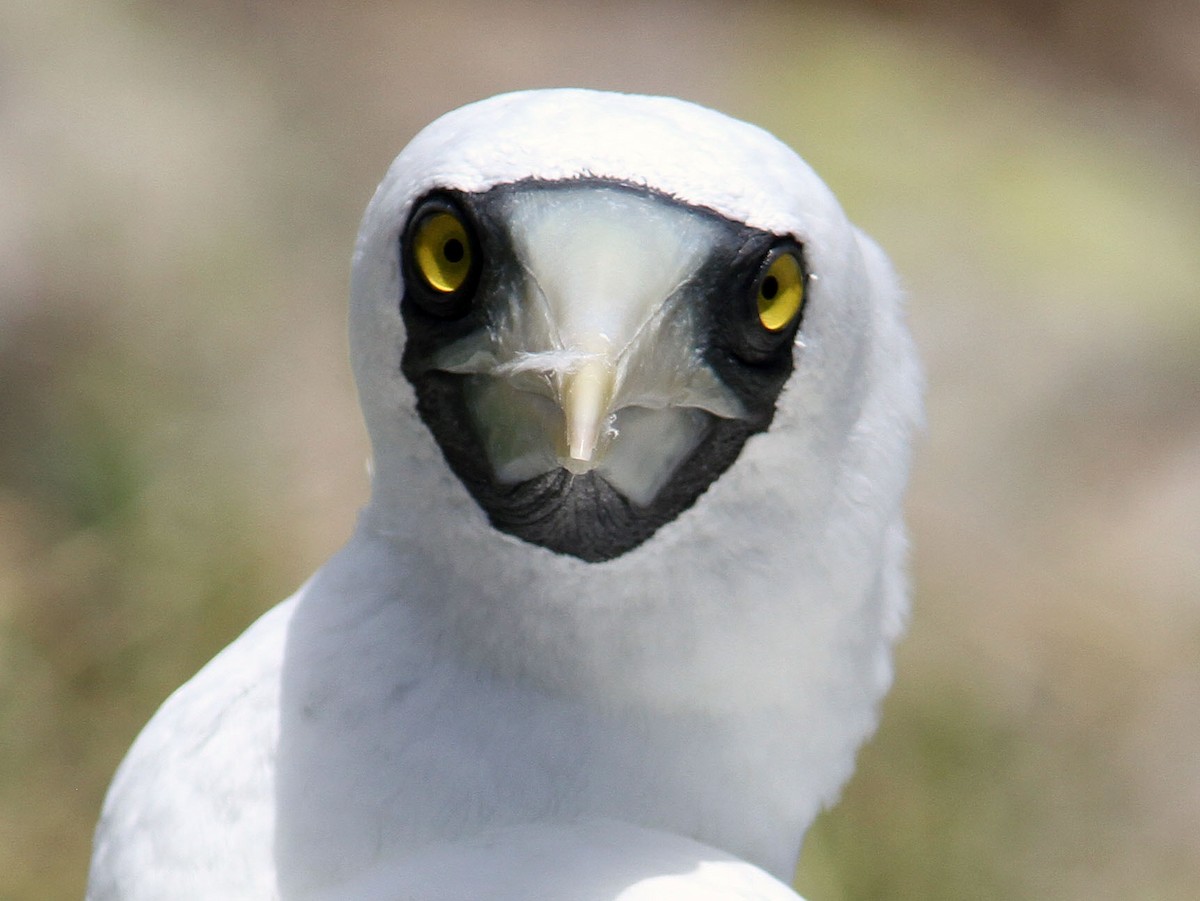 Masked Booby - ML204709351