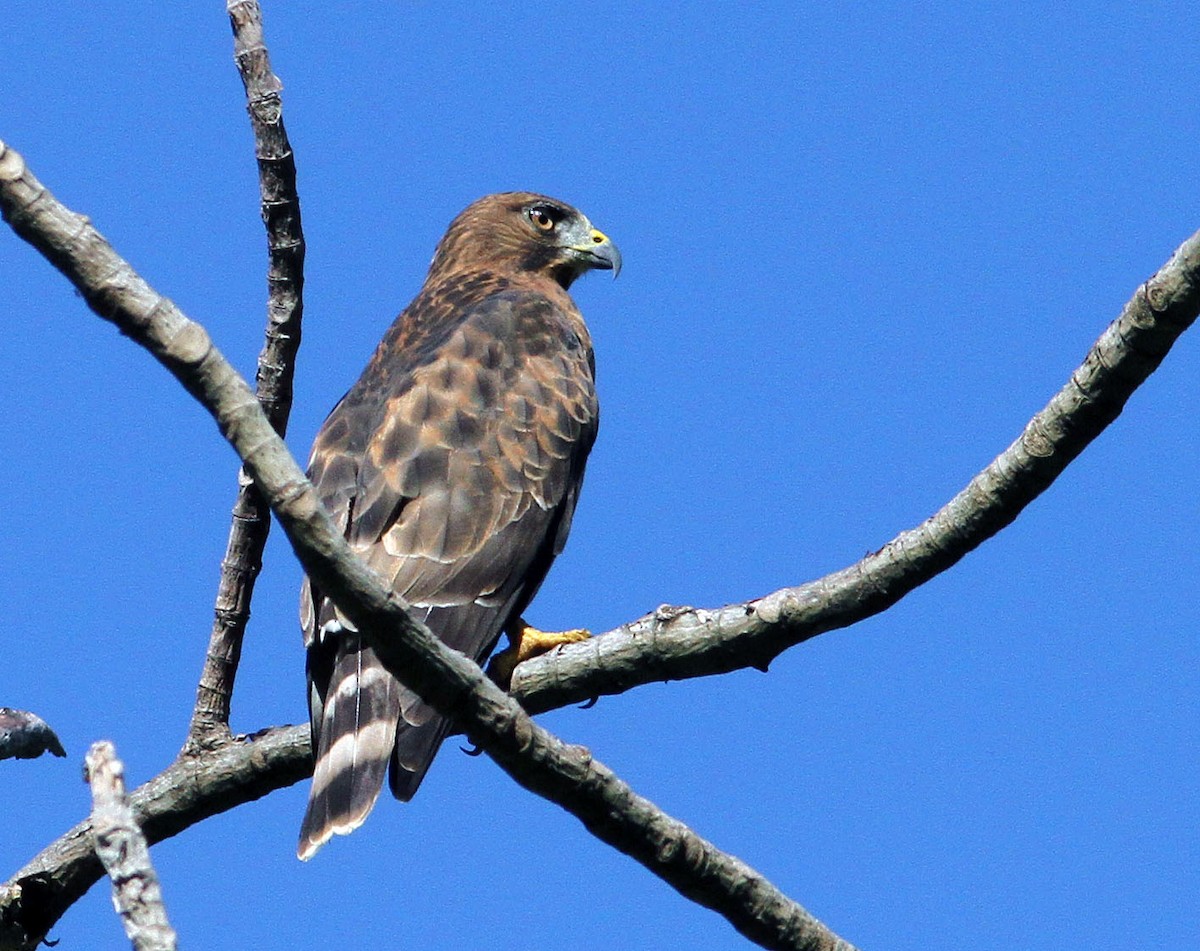 Broad-winged Hawk (Caribbean) - Mikko Pyhälä