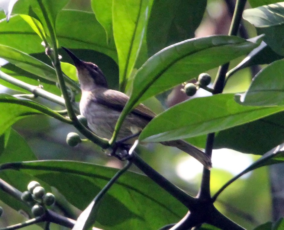 Blue-throated Brown Sunbird - Mikko Pyhälä