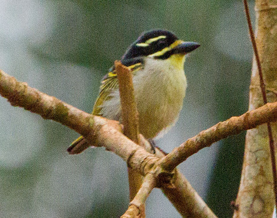 Yellow-throated Tinkerbird - Mikko Pyhälä