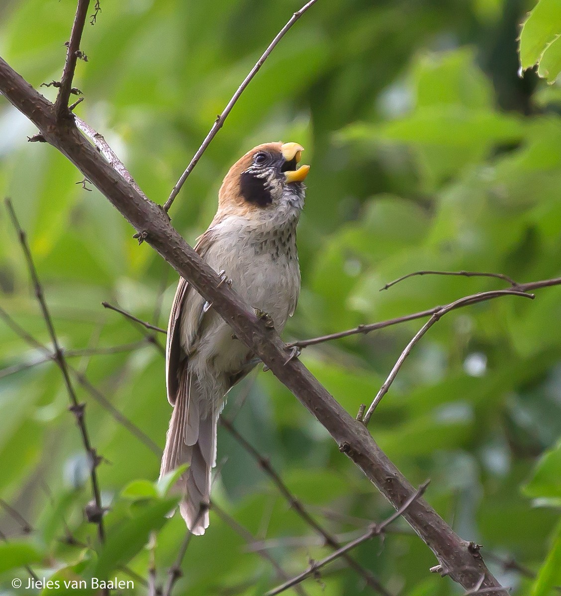 Spot-breasted Parrotbill - Jieles van Baalen