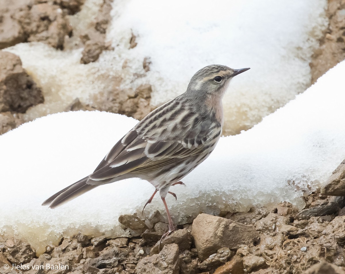 Rosy Pipit - ML204710111