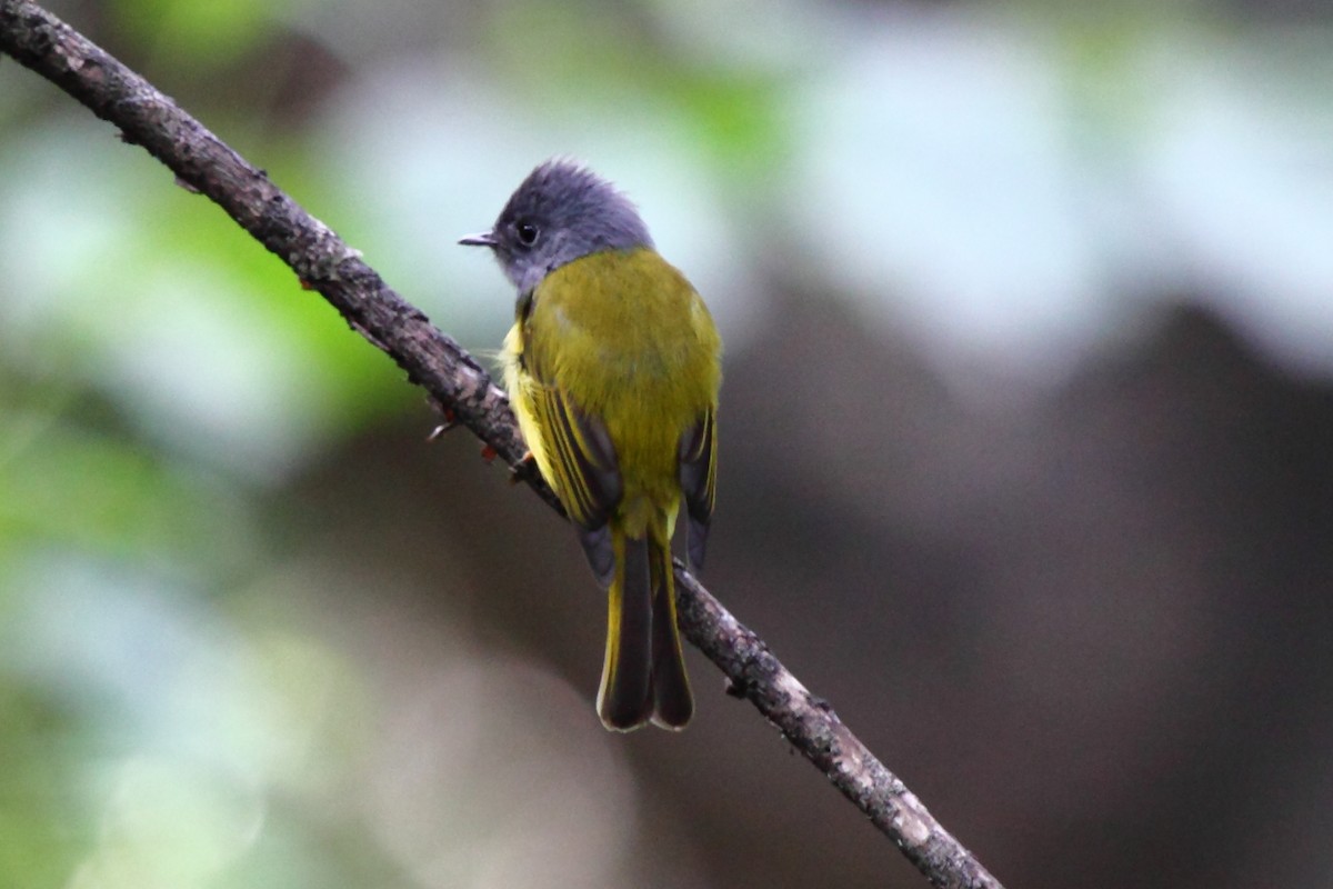Gray-headed Canary-Flycatcher - Vasanthan Panchavarnam