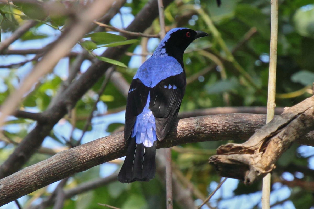 Asian Fairy-bluebird - Vasanthan Panchavarnam