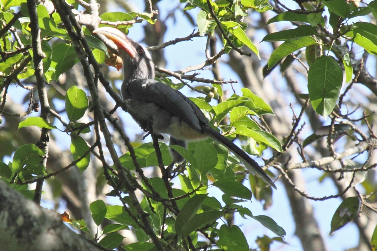 Malabar Gray Hornbill - ML204710571