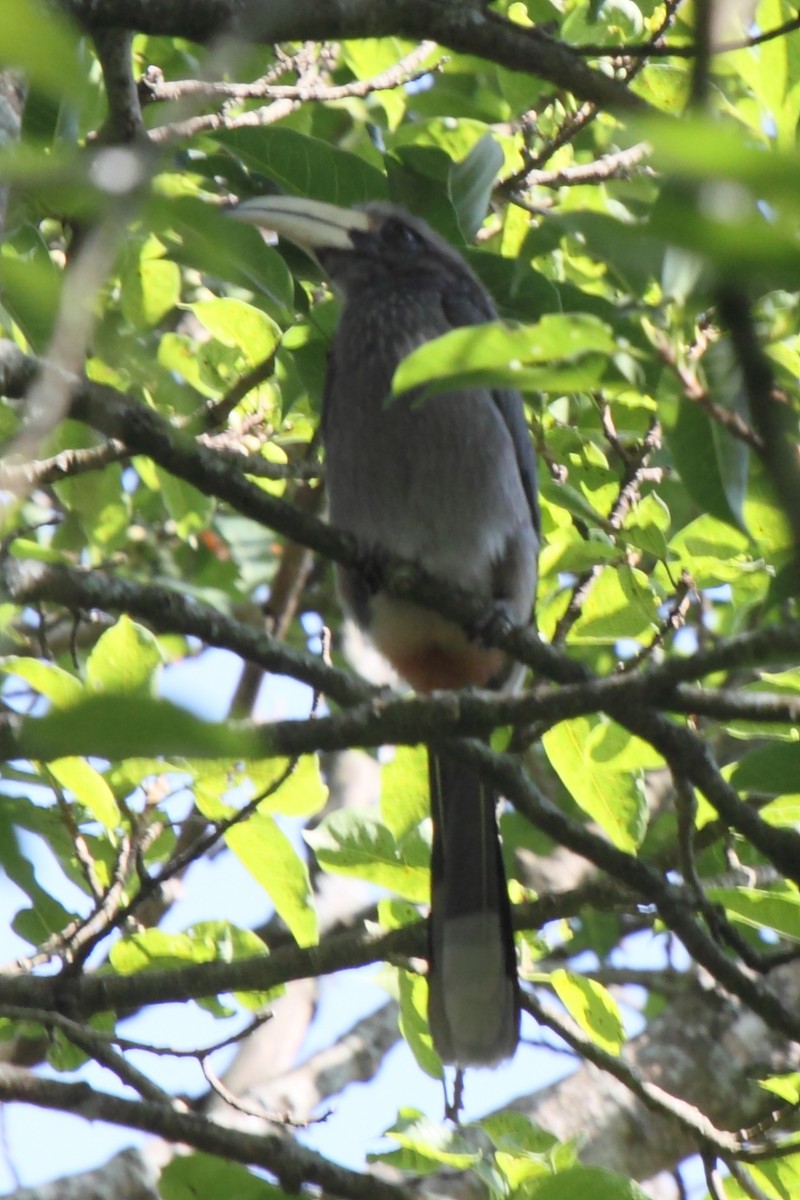 Malabar Gray Hornbill - ML204710591