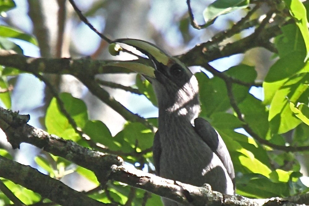 Malabar Gray Hornbill - ML204710841