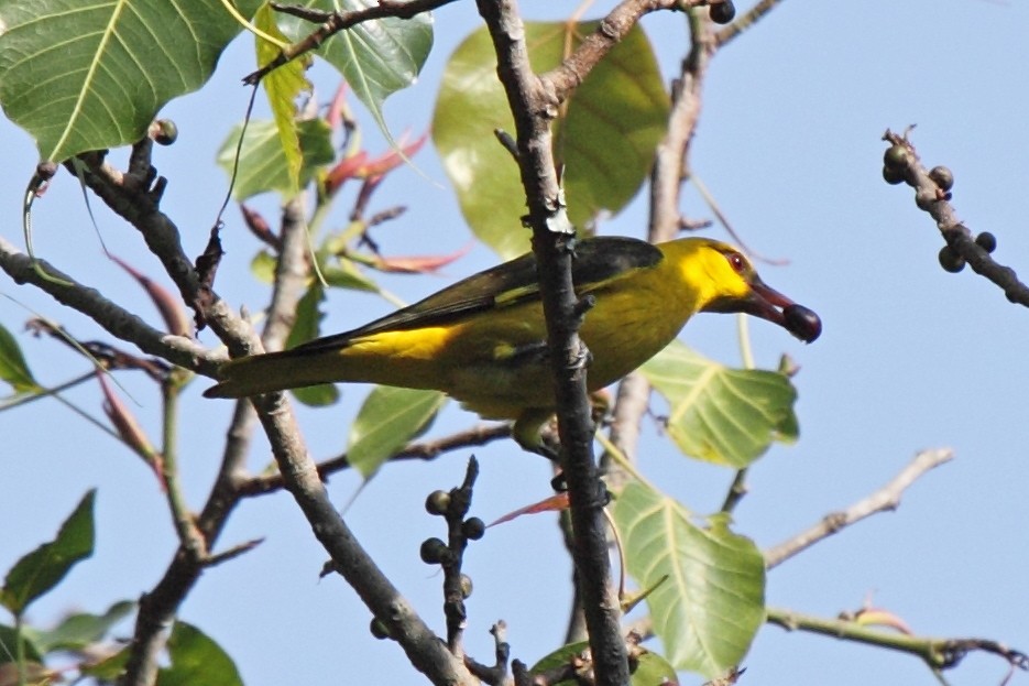 Indian Golden Oriole - ML204710881