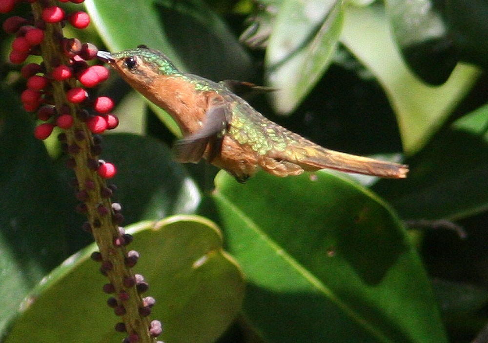 kolibřík rezavobřichý - ML204710941