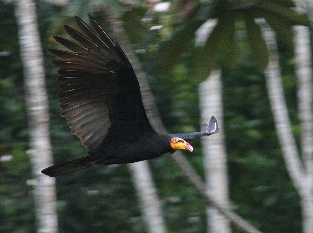 Greater Yellow-headed Vulture - ML204710951