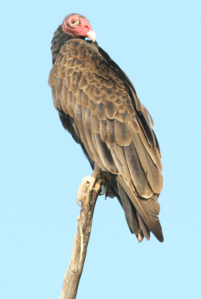 Turkey Vulture (Tropical) - ML204710961