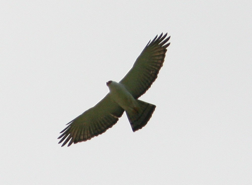 Black-and-white Hawk-Eagle - Mikko Pyhälä