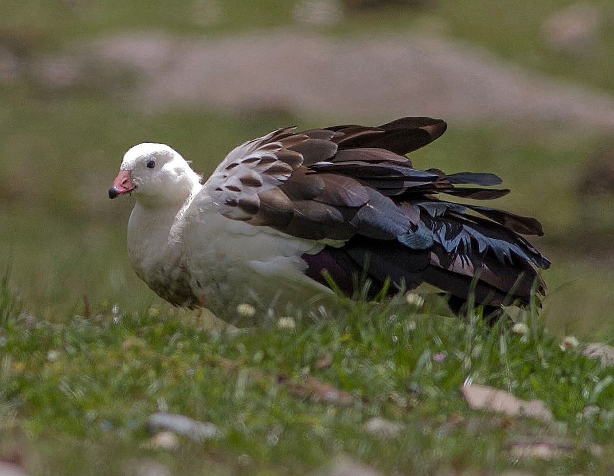 Andean Goose - Mikko Pyhälä