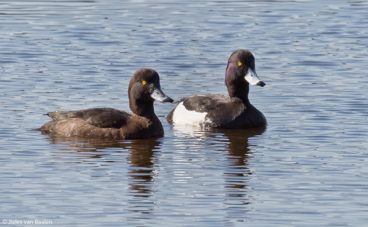 Tufted Duck - ML204712151