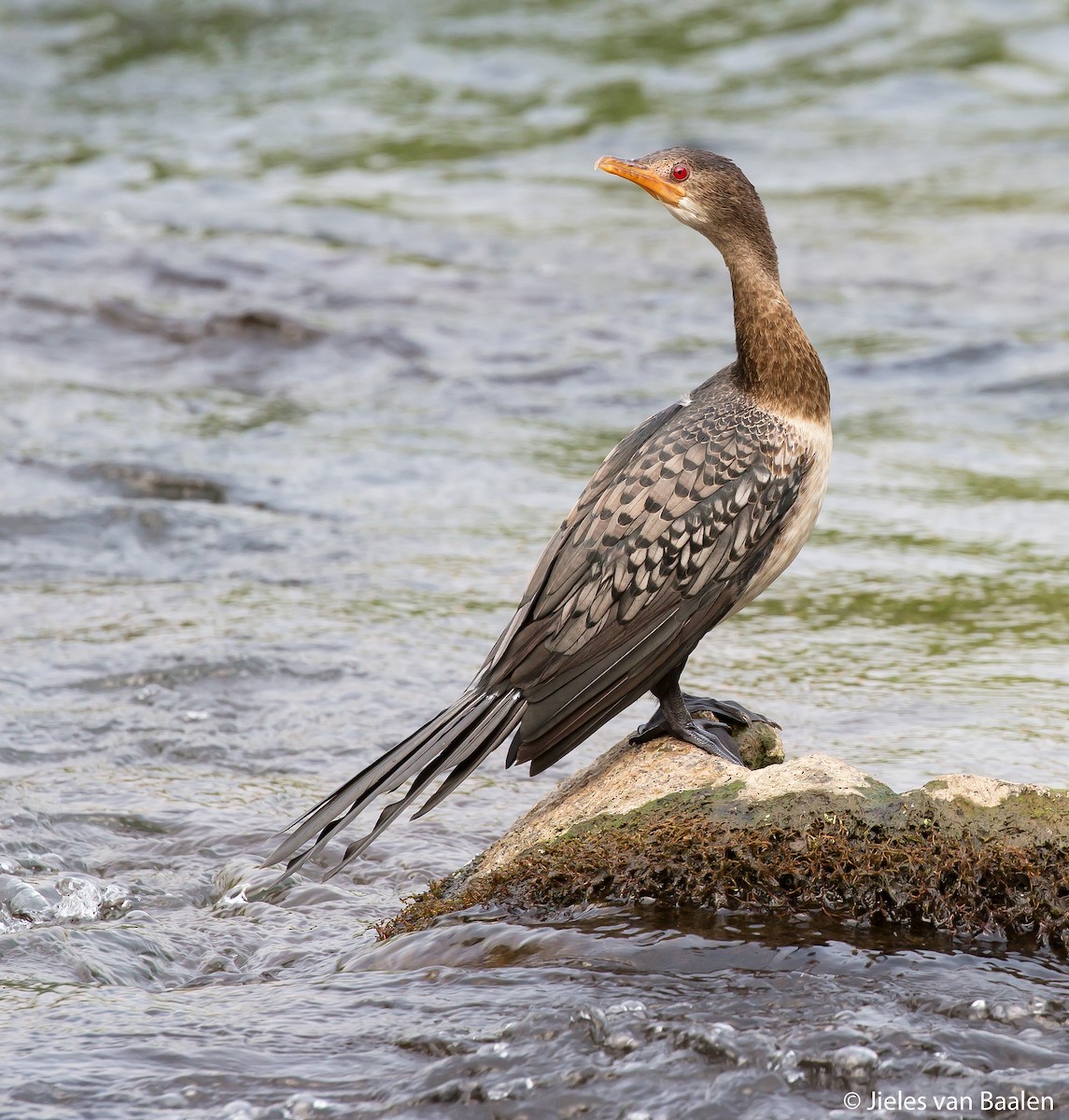 Long-tailed Cormorant - Jieles van Baalen