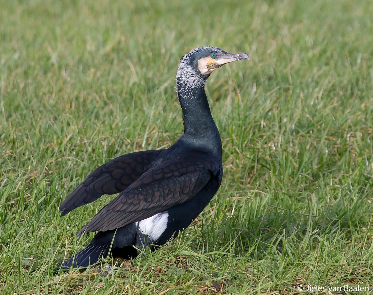 Great Cormorant (North Atlantic) - Jieles van Baalen
