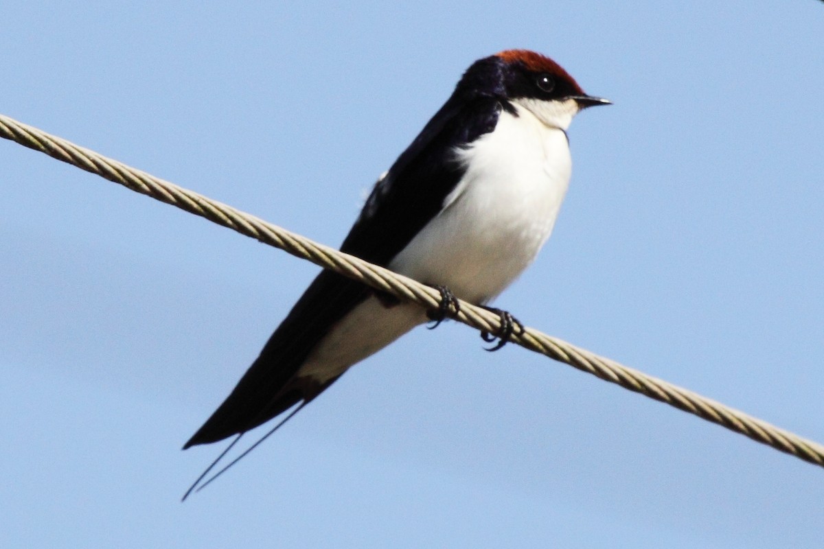 Wire-tailed Swallow - ML204712401
