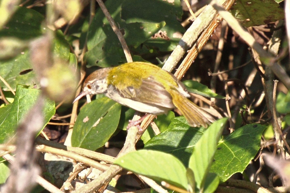 Common Tailorbird - Vasanthan Panchavarnam