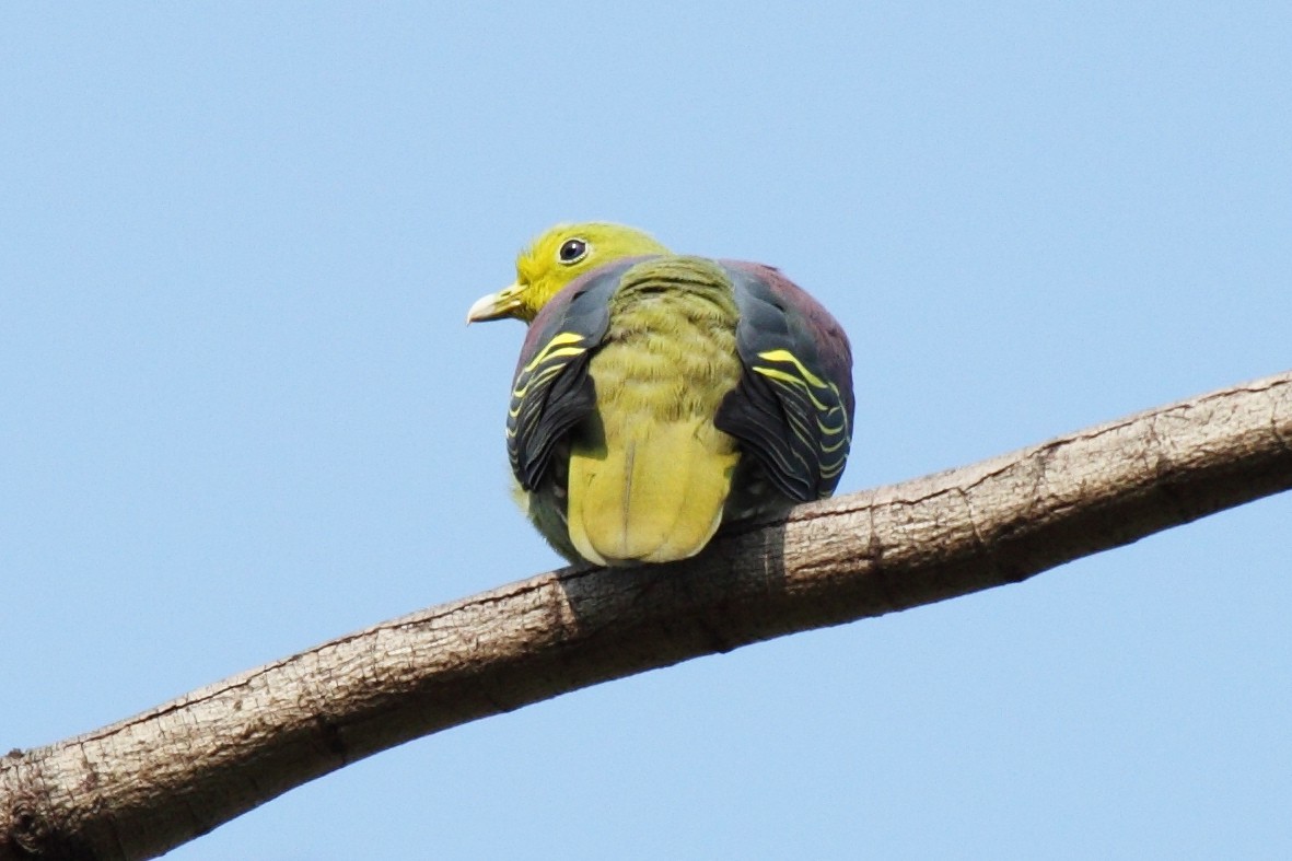 Gray-fronted Green-Pigeon - ML204712691