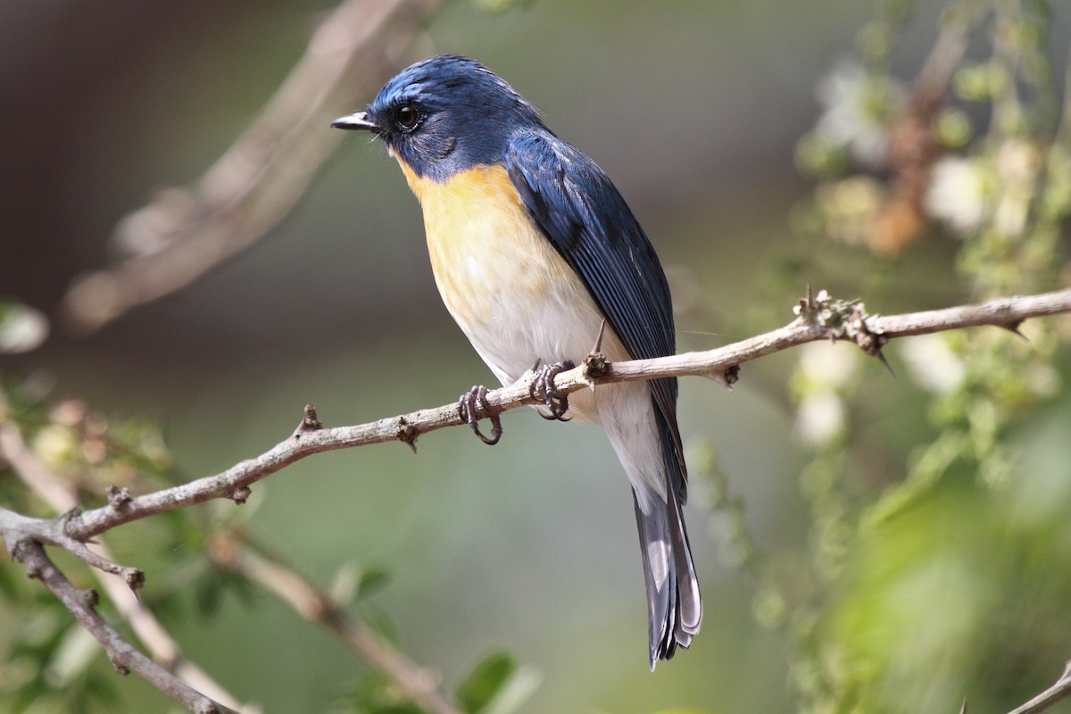Tickell's Blue Flycatcher - Vasanthan Panchavarnam