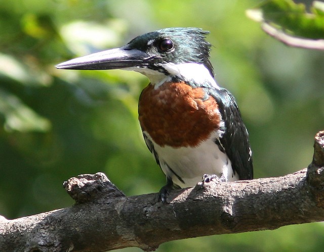 Photos - Amazon Kingfisher - Chloroceryle amazona - Birds of the World