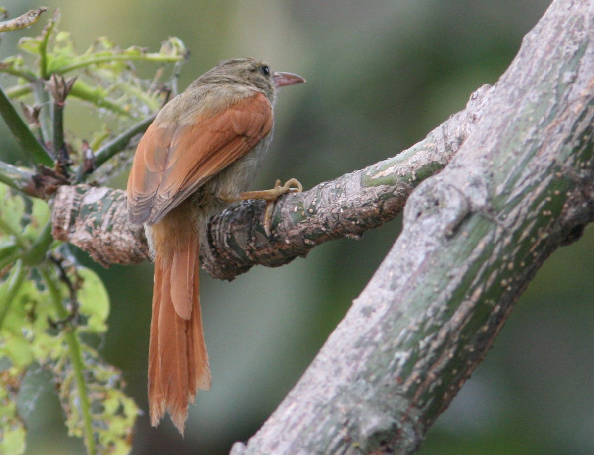 Crested Spinetail - ML204713251