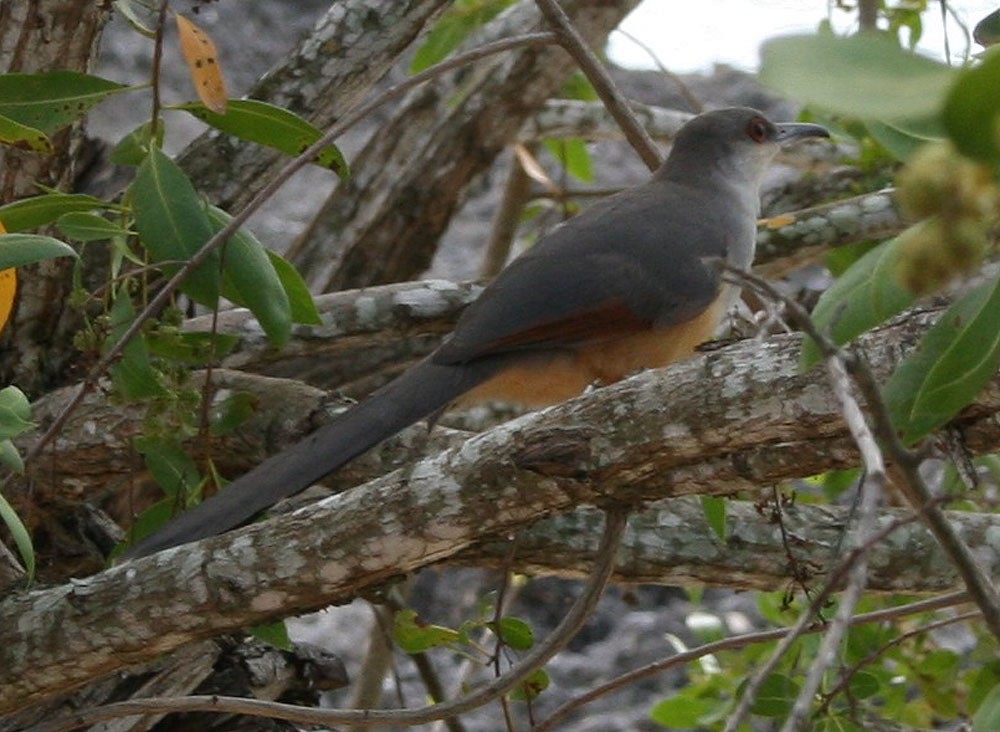 Hispaniolan Lizard-Cuckoo - Mikko Pyhälä