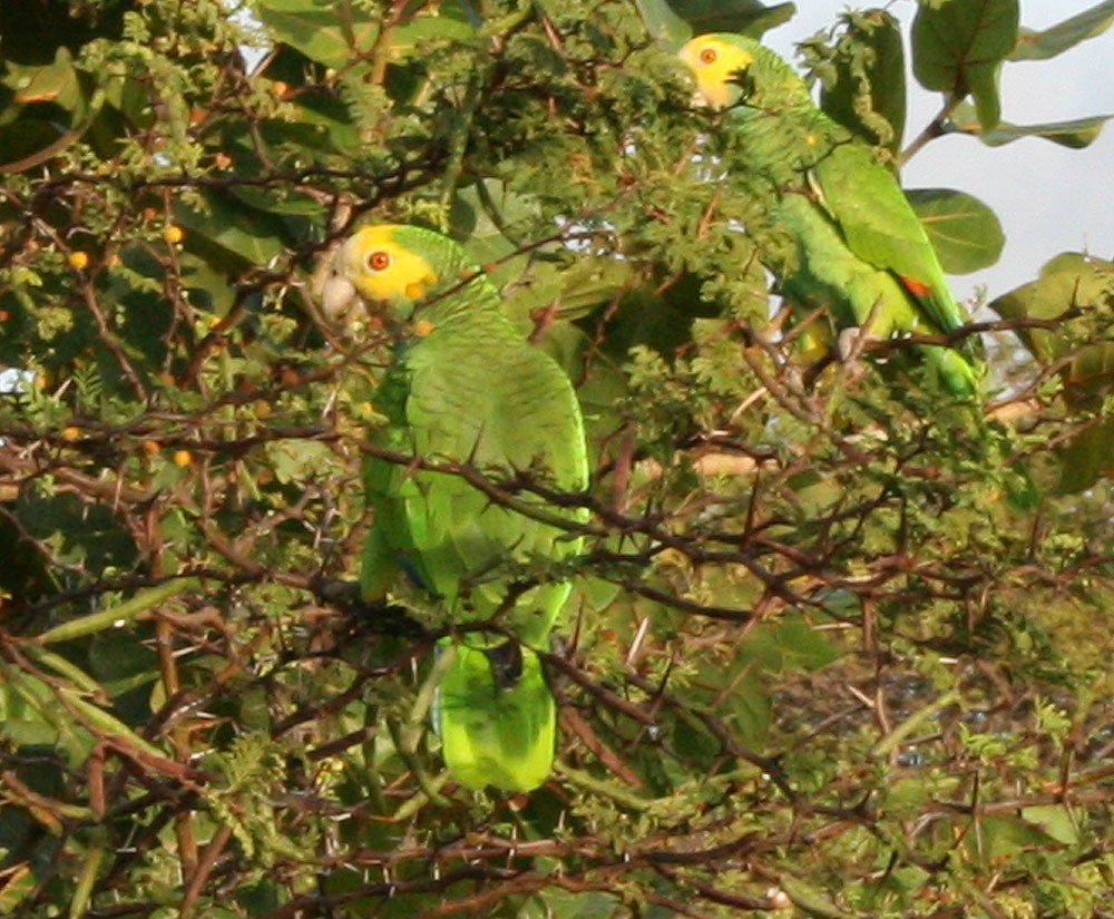 Yellow-shouldered Parrot - Mikko Pyhälä