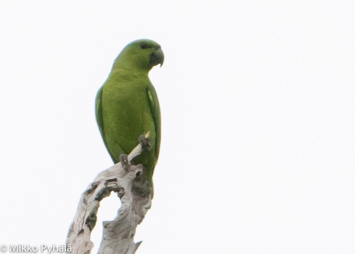 Short-tailed Parrot - ML204713661