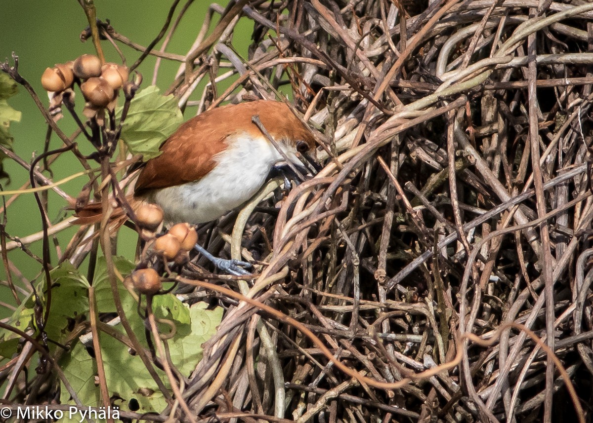 Red-and-white Spinetail - ML204713731
