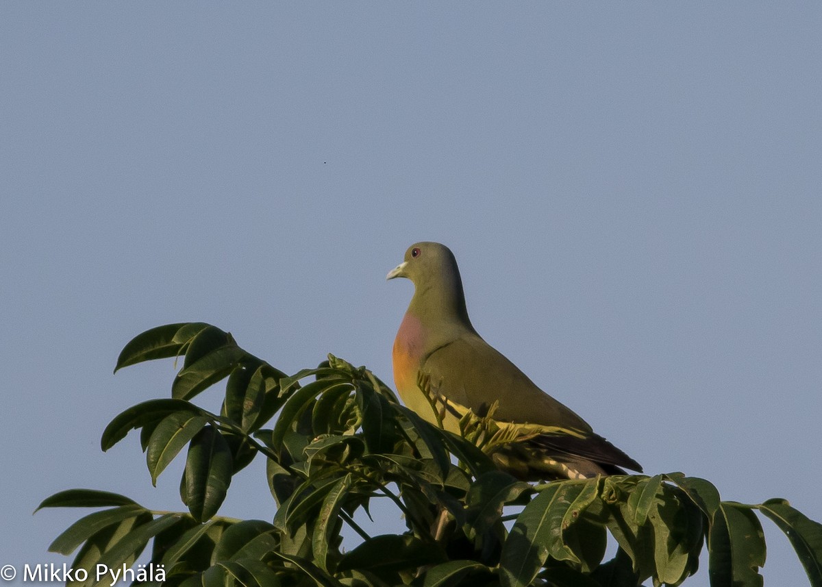 Orange-breasted Green-Pigeon - ML204713771